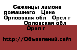 Саженцы лимона домашнего › Цена ­ 400 - Орловская обл., Орел г.  »    . Орловская обл.,Орел г.